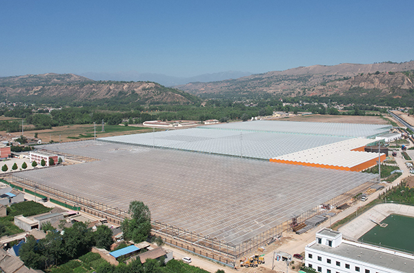 Rose greenhouse in Gansu