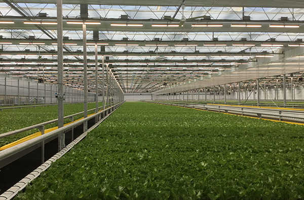 Vegetable greenhouse in Maryland USA