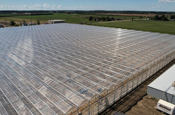 Tomato greenhouse in Lymington