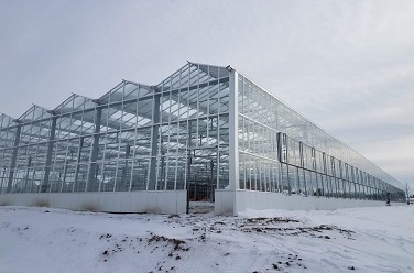 Vegetable greenhouse in Michigan