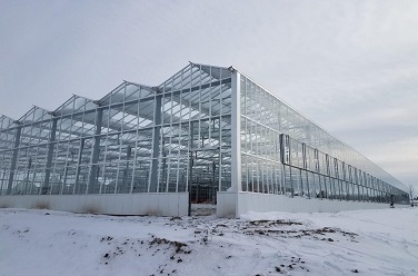Vegetable greenhouse in Michigan