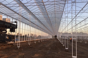 Tomato greenhouse in Victora