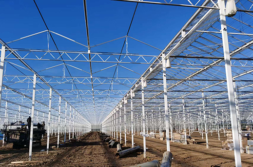 Tomato greenhouse in Belgium